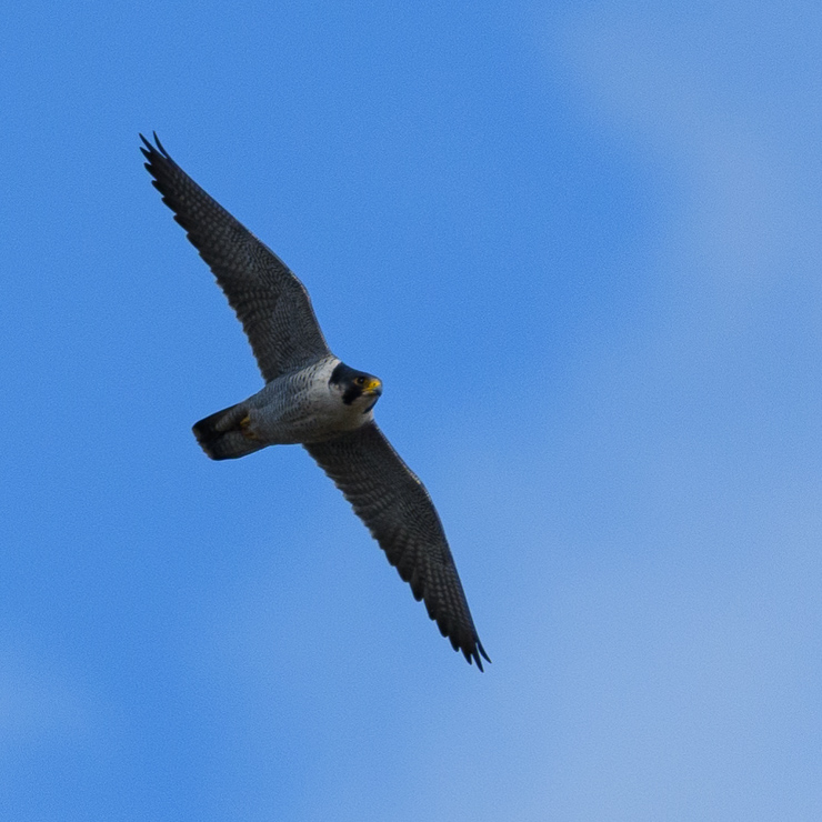 Peregrine falcon